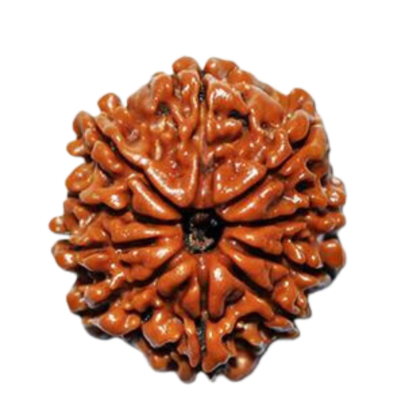10 Face  (Lord vishnu) Nepal Rudhraksh