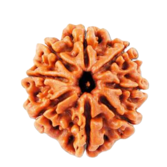 8 Face (Lord Ashtavinayaka) Nepal Rudhraksh